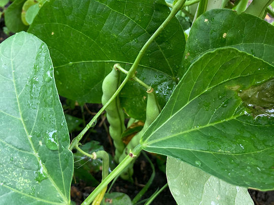 The Green Green Produce Of SHP