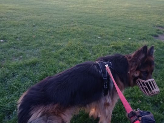 Walkies with Levi 🐕 and his new nuzzle