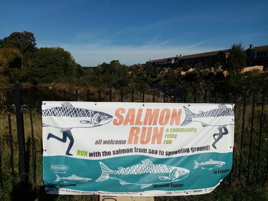 Salmon Run and plogging 