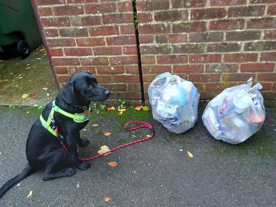 Litter pick with the pup