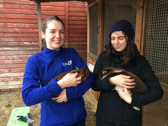 Goats of Christmas 