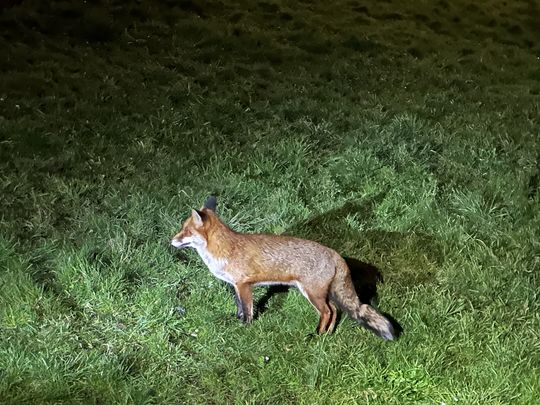 Foxy Camping