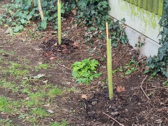 Planting Trees at Hillside