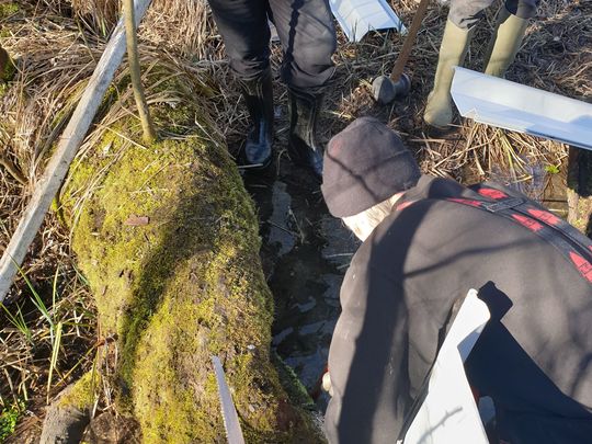 Beavering away to build a dam