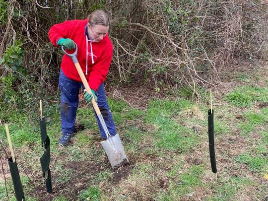 A mere Hazel planting