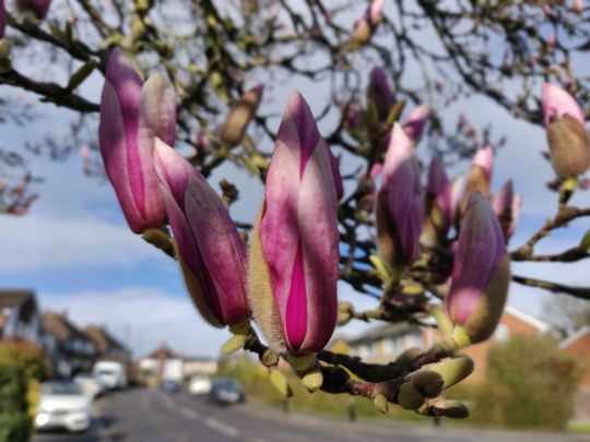 Beautiful magnolia flowers! 