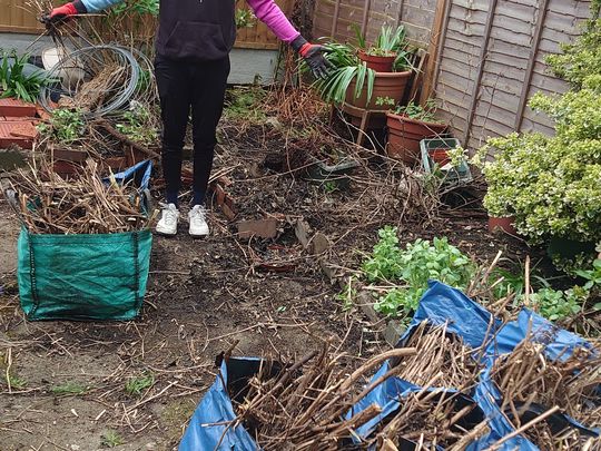 Buddleia bagging