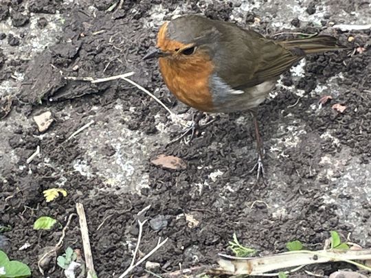 Garden Rescue