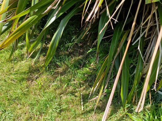 What can be nicer than being in the garden in the sun