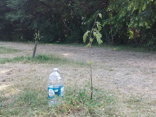 Watering Saplings Makes Thirsty Work!