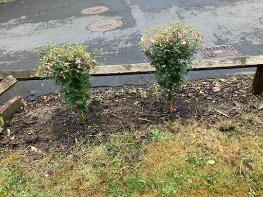 The Fuschias Bright for Mrs M