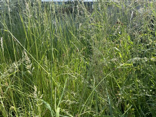 Making Hay Whilst the Sun Shines 1