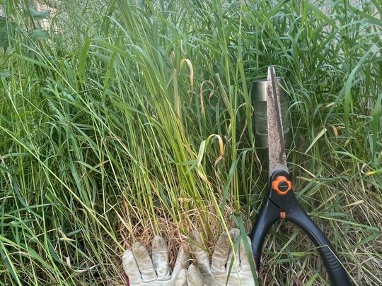 Making hay whilst the Sun Shines 2