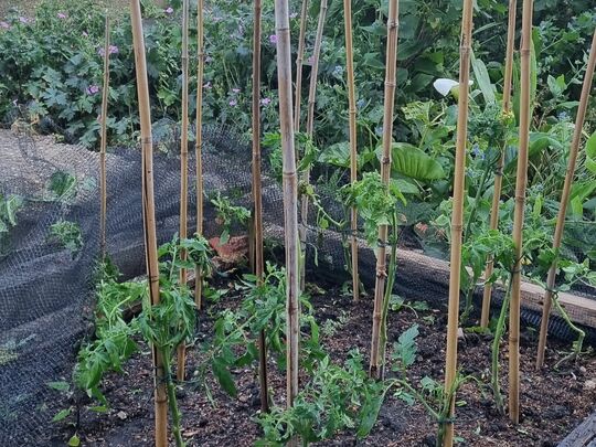 Compost clearing