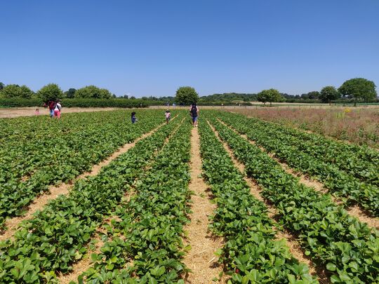 Strawberry fields forever