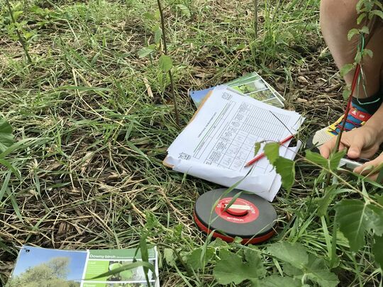 Sizing up a Tiny Forest’s Giant Impact