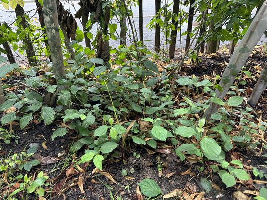 Making a (mulch) mountain into a (mulch) mole hill!