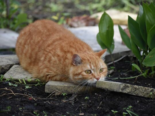 Do all ginger cats have an attitude problem?