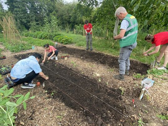 Compost, cake and cats