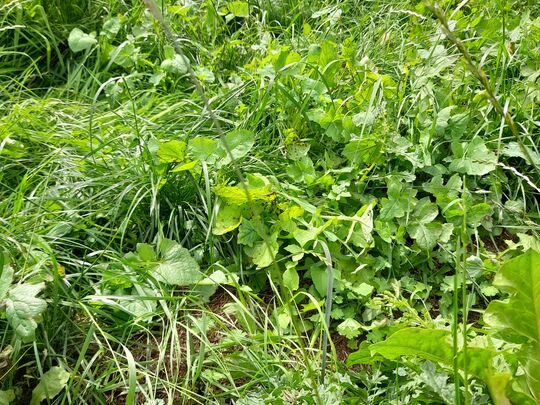 Tidying up a garden