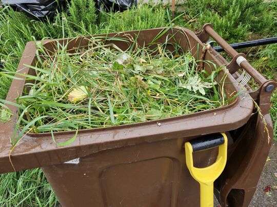 Battling the long grass (and bindweed) in the Meadows