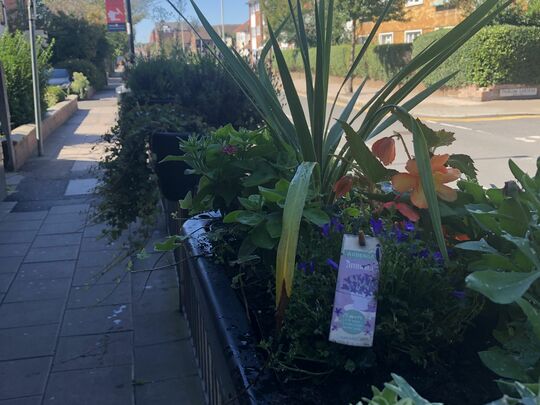 Bright flowers on a bright day - satisfying good deed! 