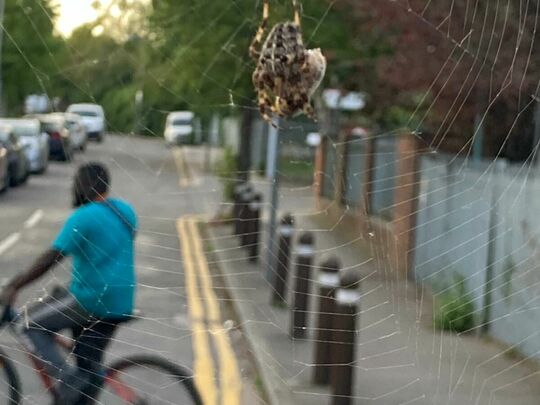 A tale of watering cans, flowers and man-eating spiders