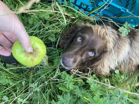 An apple a day