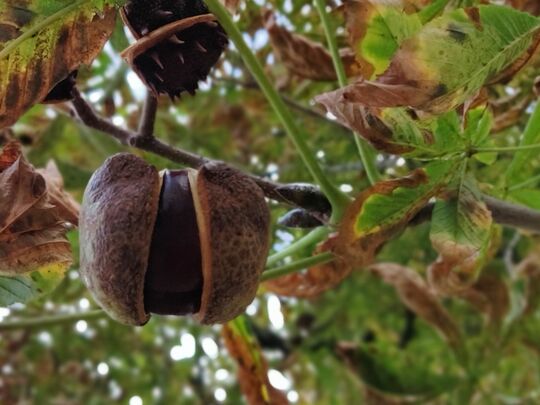 I cycled, I saw, I conker-ed!