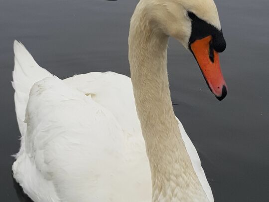 Hope I didn't ruffle anyswan's feathers!