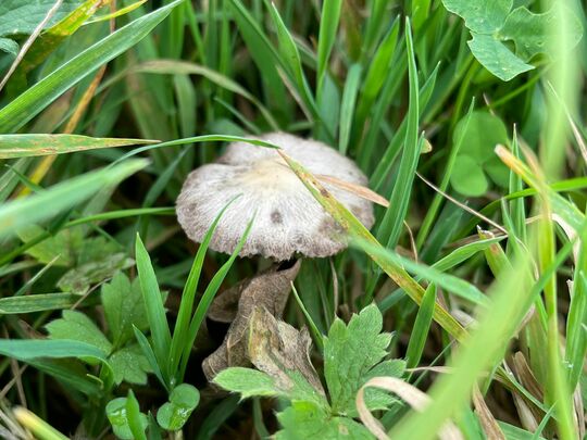 Fruity BioBlitz