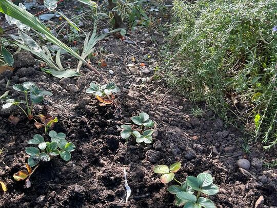 Rhubarb, rhubarb, with the elephant in the garden