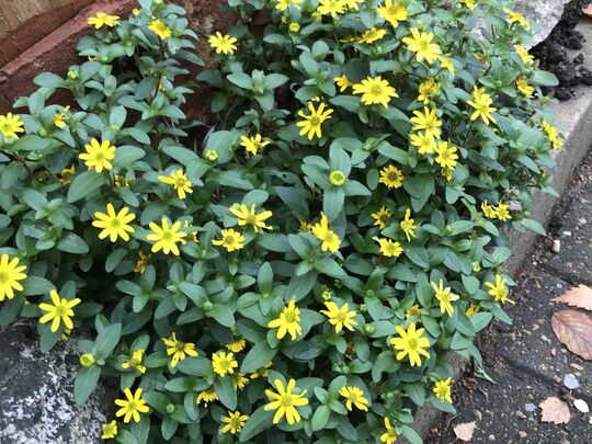 Autumn Flowers and Friendship