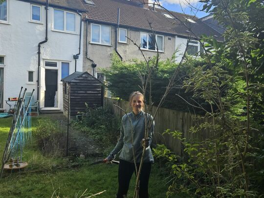 Pruning in Shruburbia