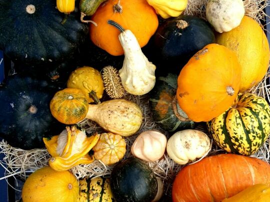 Squash time of the year.