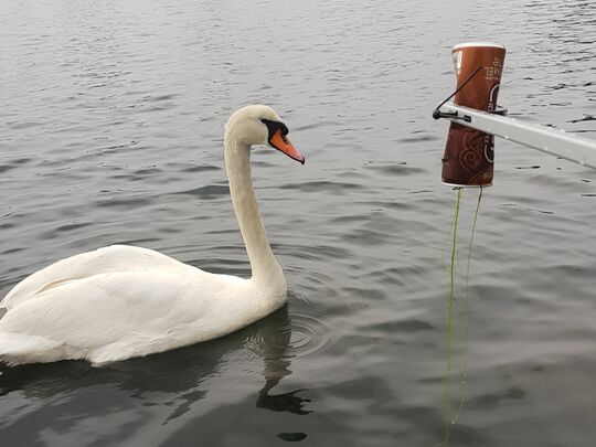 Even swans need their morning coffee!