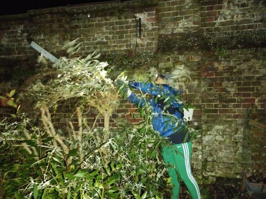 The gardeners dream: Buddleia and Lavender shaped to perfection!