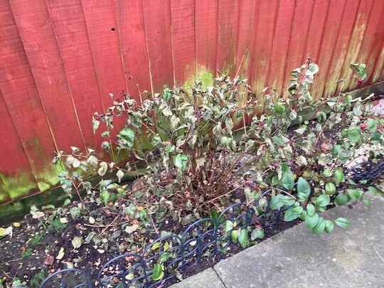 Giving the bushes their winter haircut