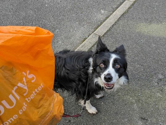 Dog walk litter pick