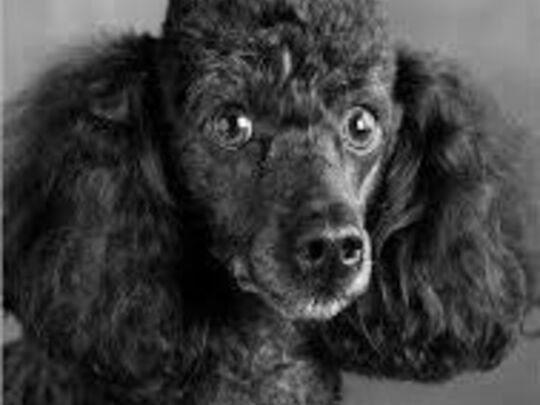 Pepé the Poodle from Paris