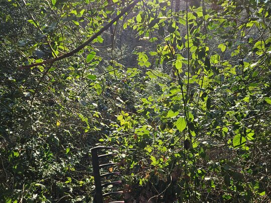 Clearing leaves is nature's way of telling you it's time for a crunchy stroll!