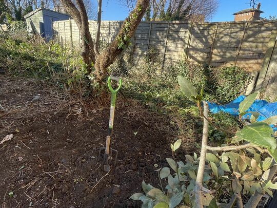 Digging Out the Ivy