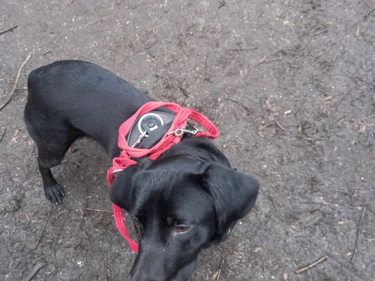 Marshalling Mutt and Plastic Shed