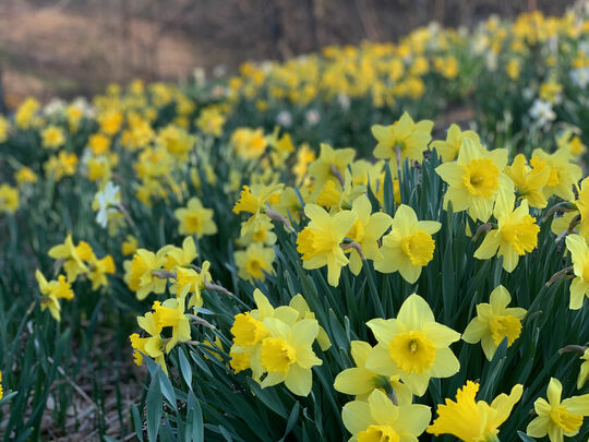 When the sun is hiding, the daffodils are out