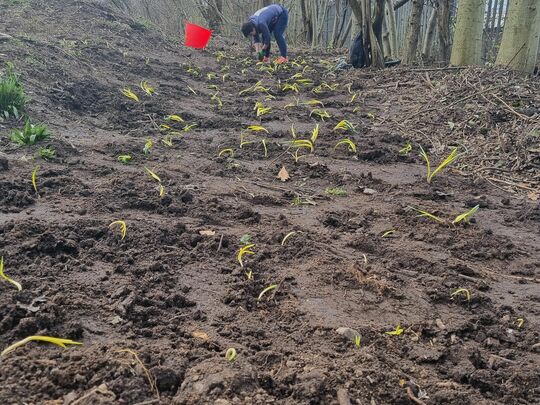 daffo-dill-ightful planting bulbs in the sunshine 