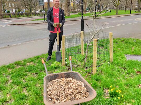 Common 'as Mulch