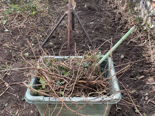 Ivy and Nesting Herons