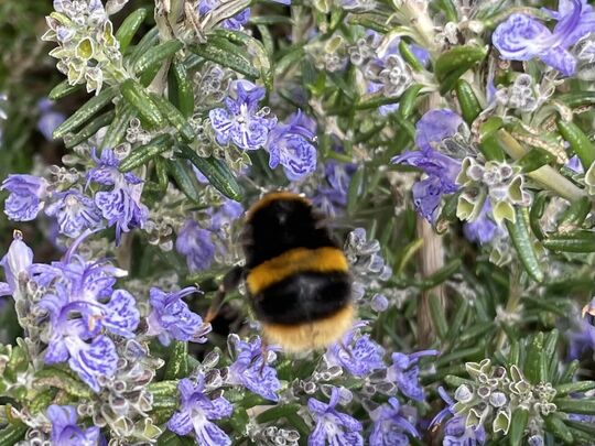 Bee good at Yoga!