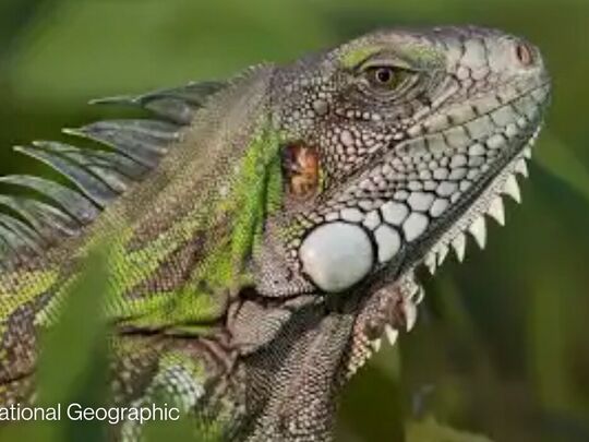 Do iguanas sleep in trees?