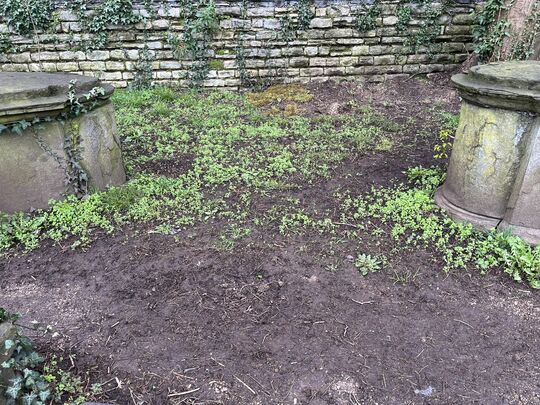 The bindweed battle has begun!